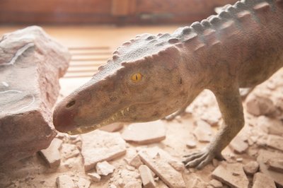 Fossil "Rotes Krokodil" im Naturparkzentrum