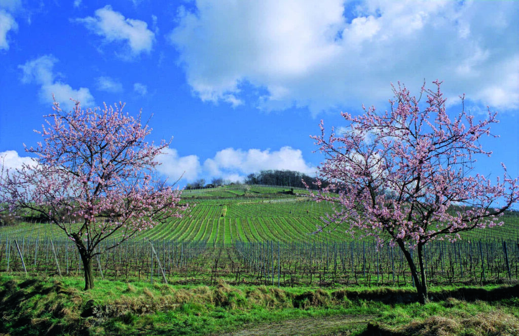 Blühende Kirschbäume an der Bergstraße vor einem Weinberg
