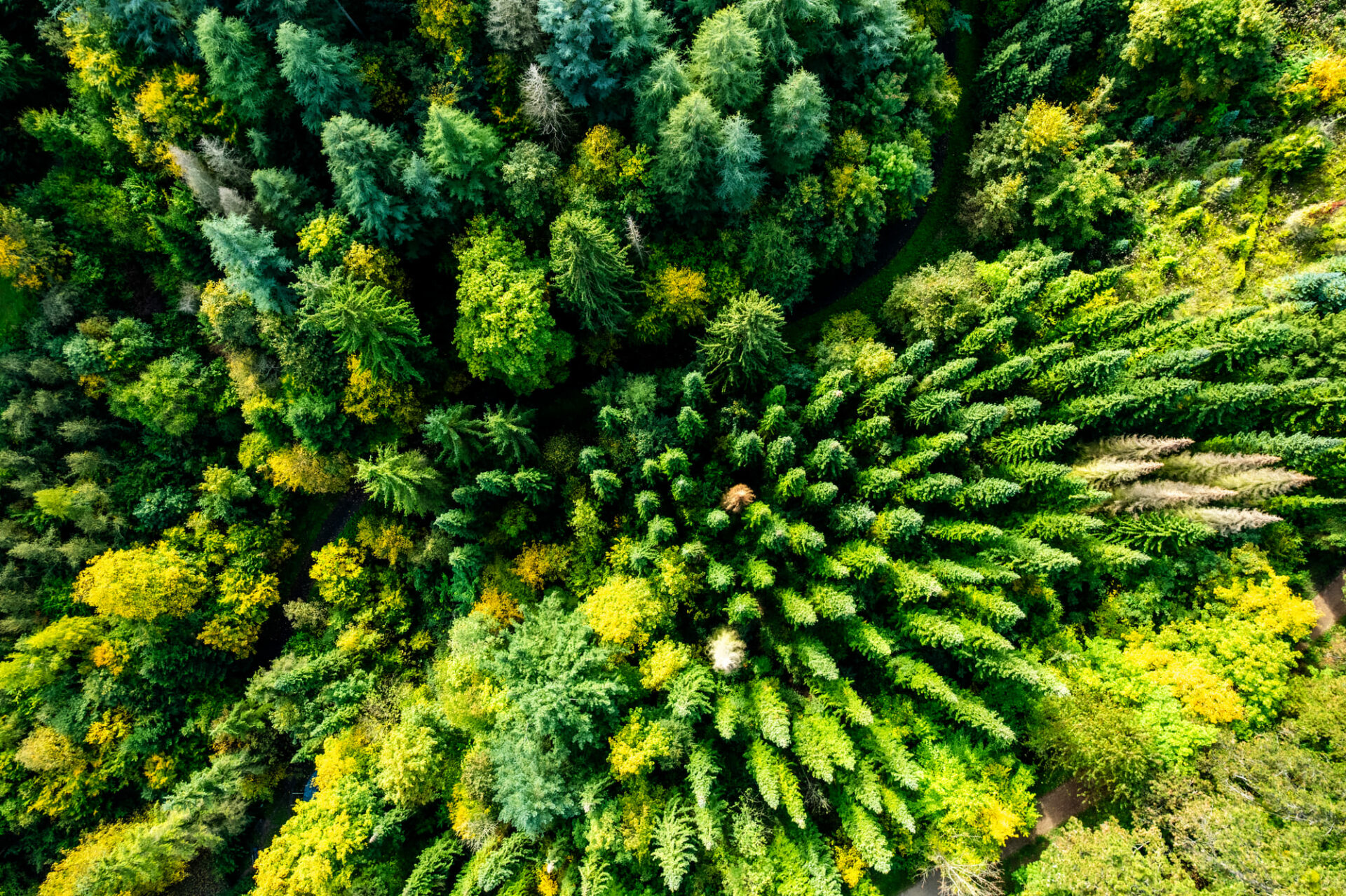 Mischwald von oben