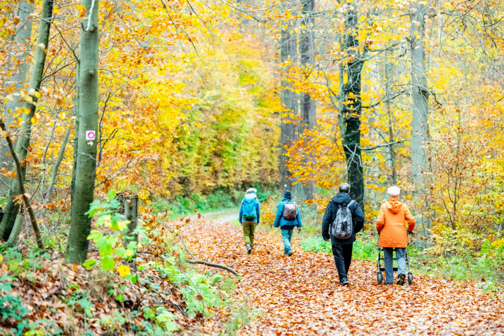 Diverse Gruppe wandert auf einem Waldweg durch den Herbstwald