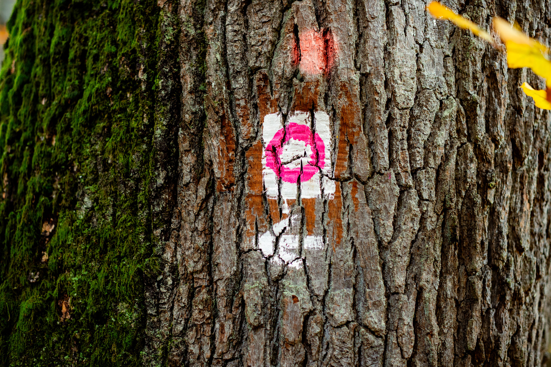 Pinker Kreis auf weißem Hintergrund an einem Baum - Markierung für einen Komfort-Wanderweg im Naturpark
