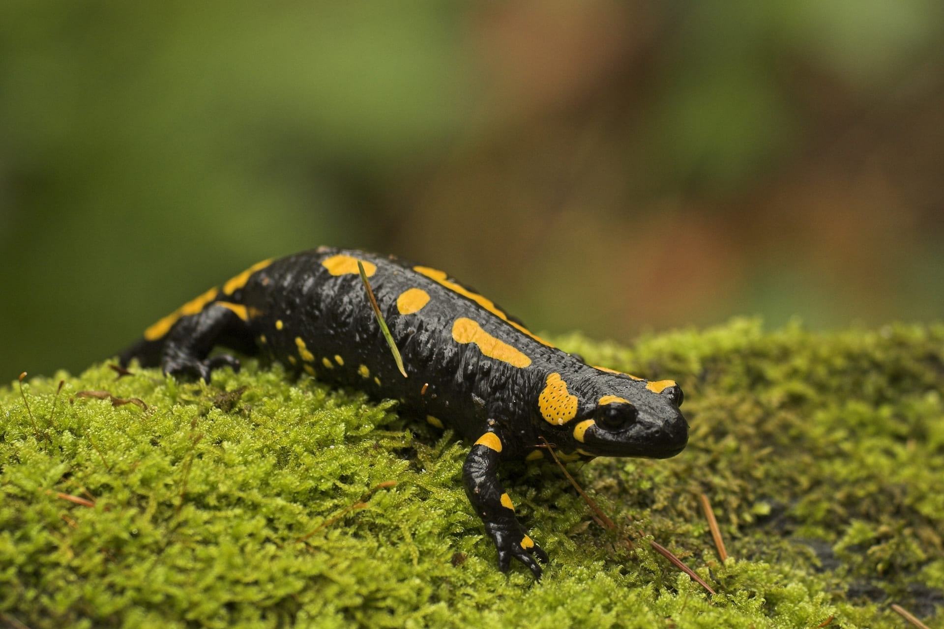 Feuersalamander auf Moos