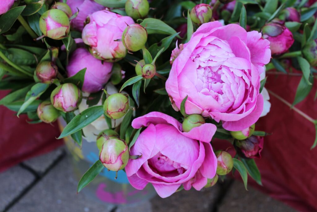 Ein Strauß pinker Pfingstrosen