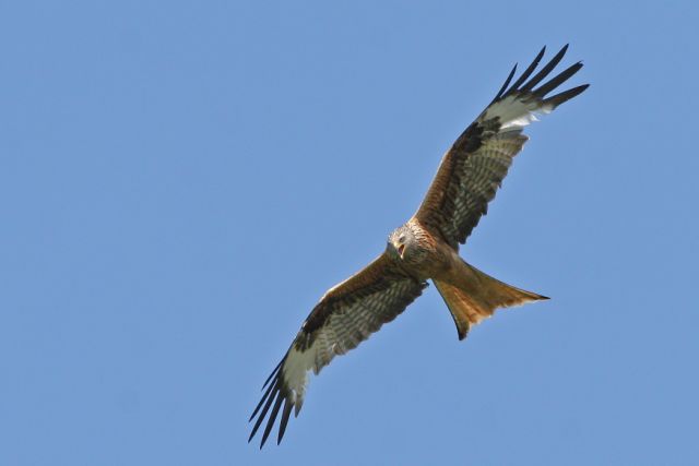 Rotmilan im Flug