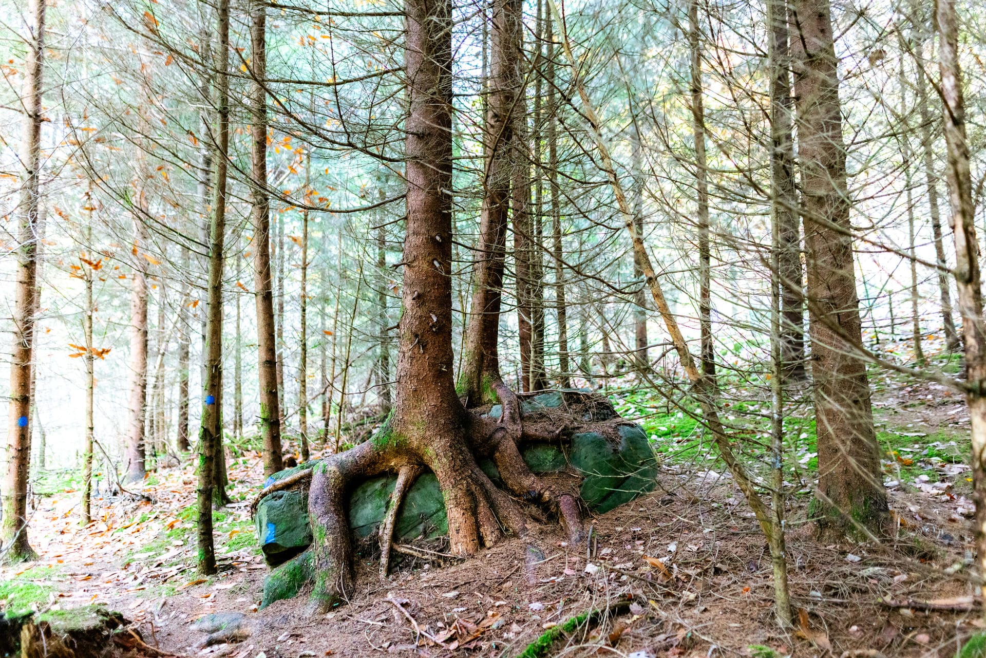 Baumwurzel umgibt einen Felsen im Wald