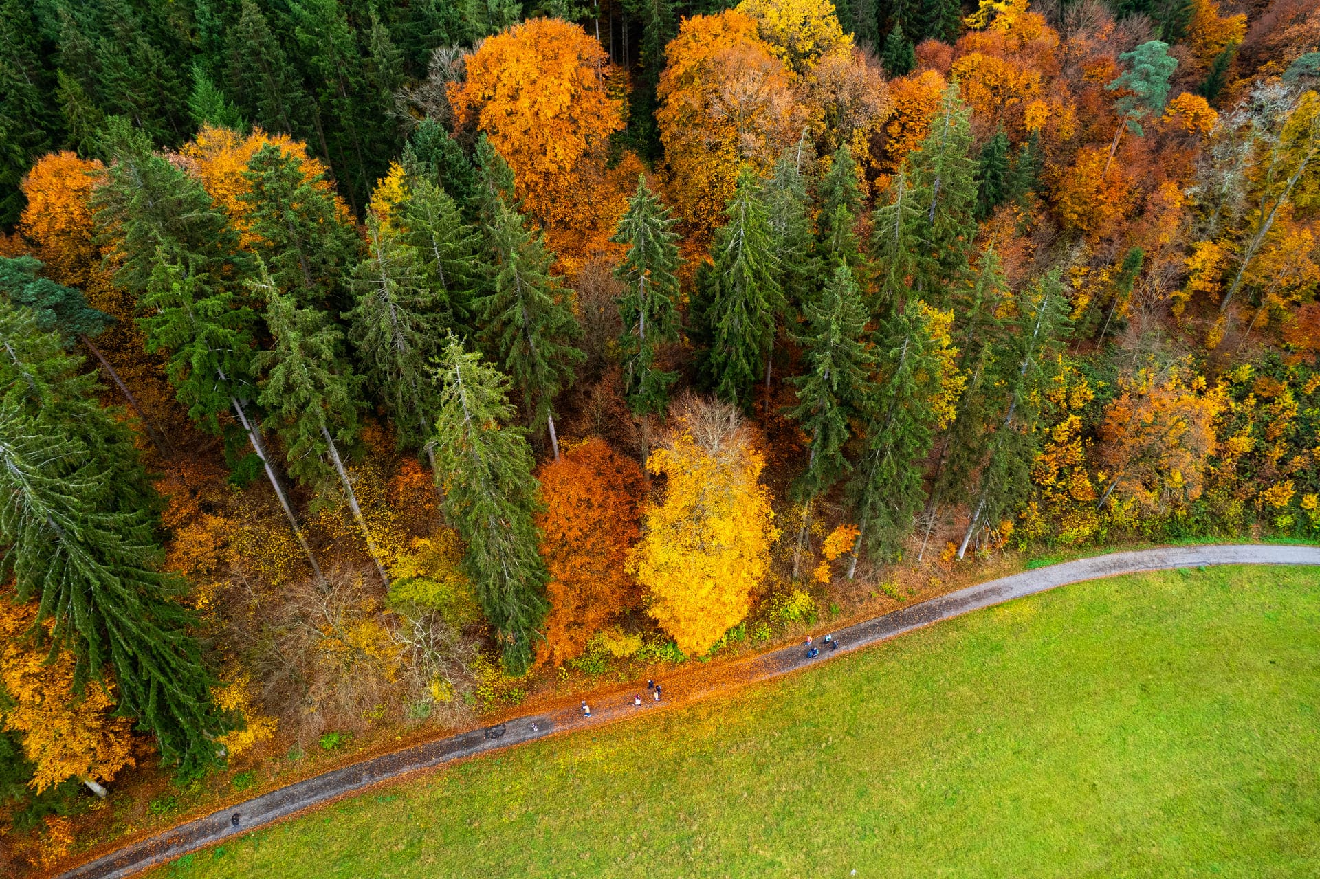 Herbstwald bei Weinheim von oben