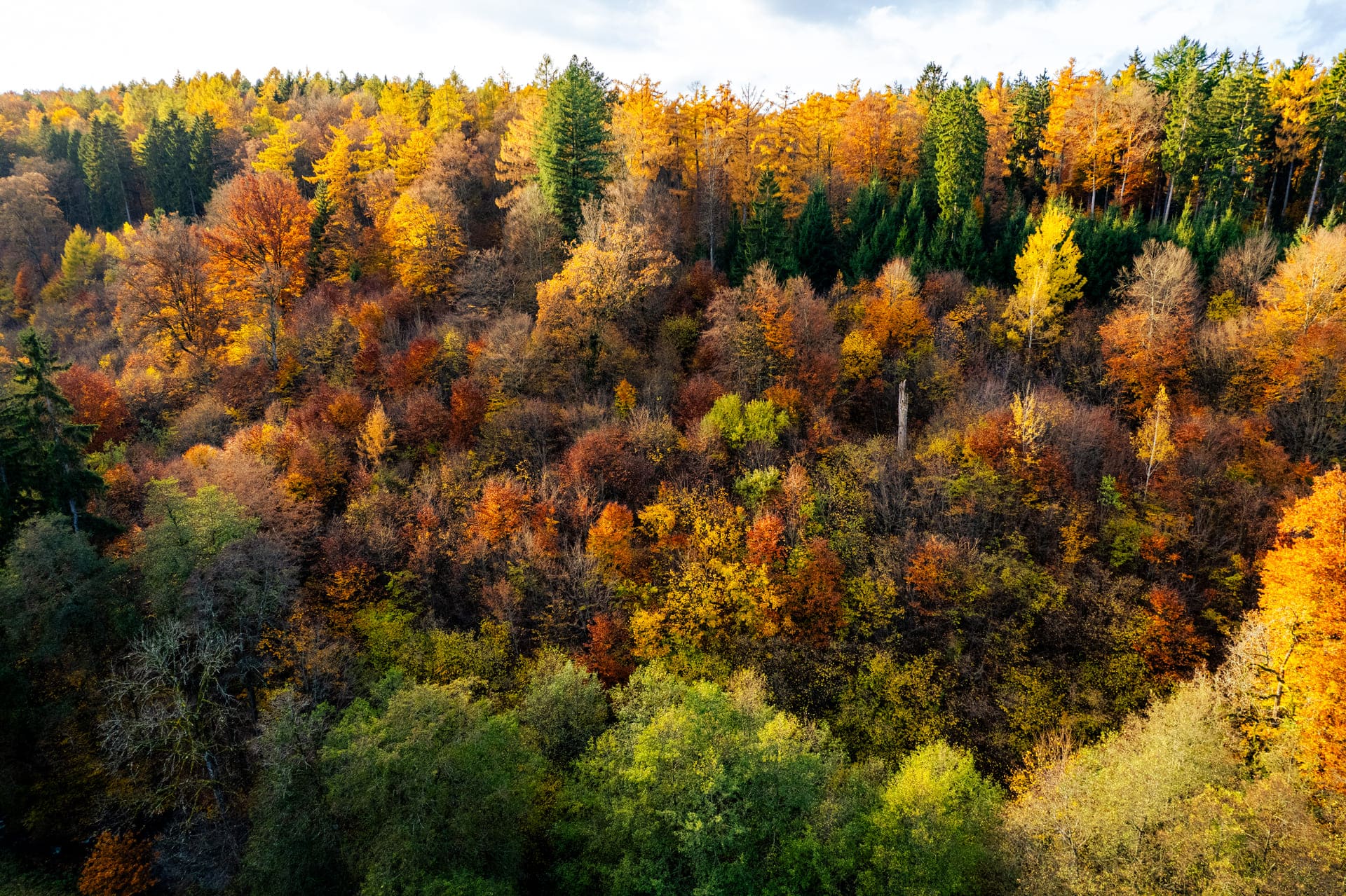 Herbstwald aus der Dronenperspektive