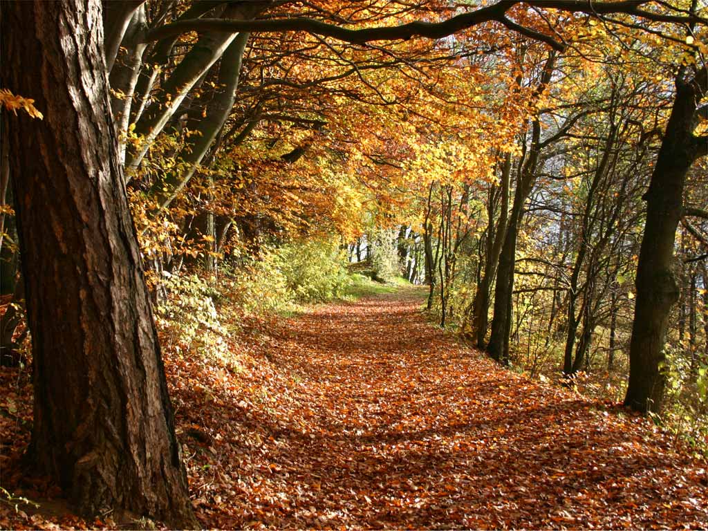 Befestigter Waldweg durch herbstlichen Mischwald im Heidelberger Stadtwald