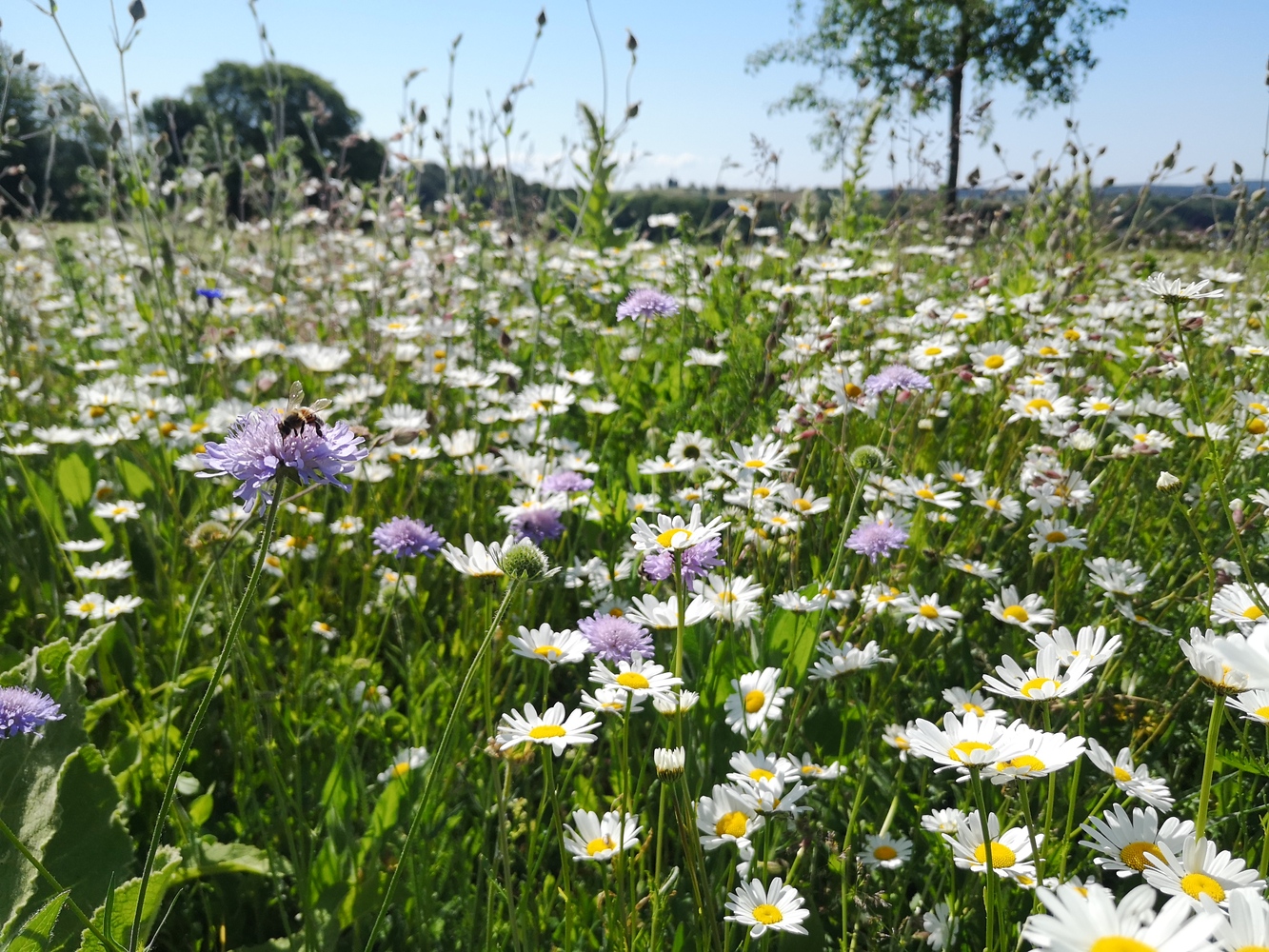 Blühende Wildblumenwiese mit Margeriten, Acker-Witwenblumen und Gräsern im Frühsommer