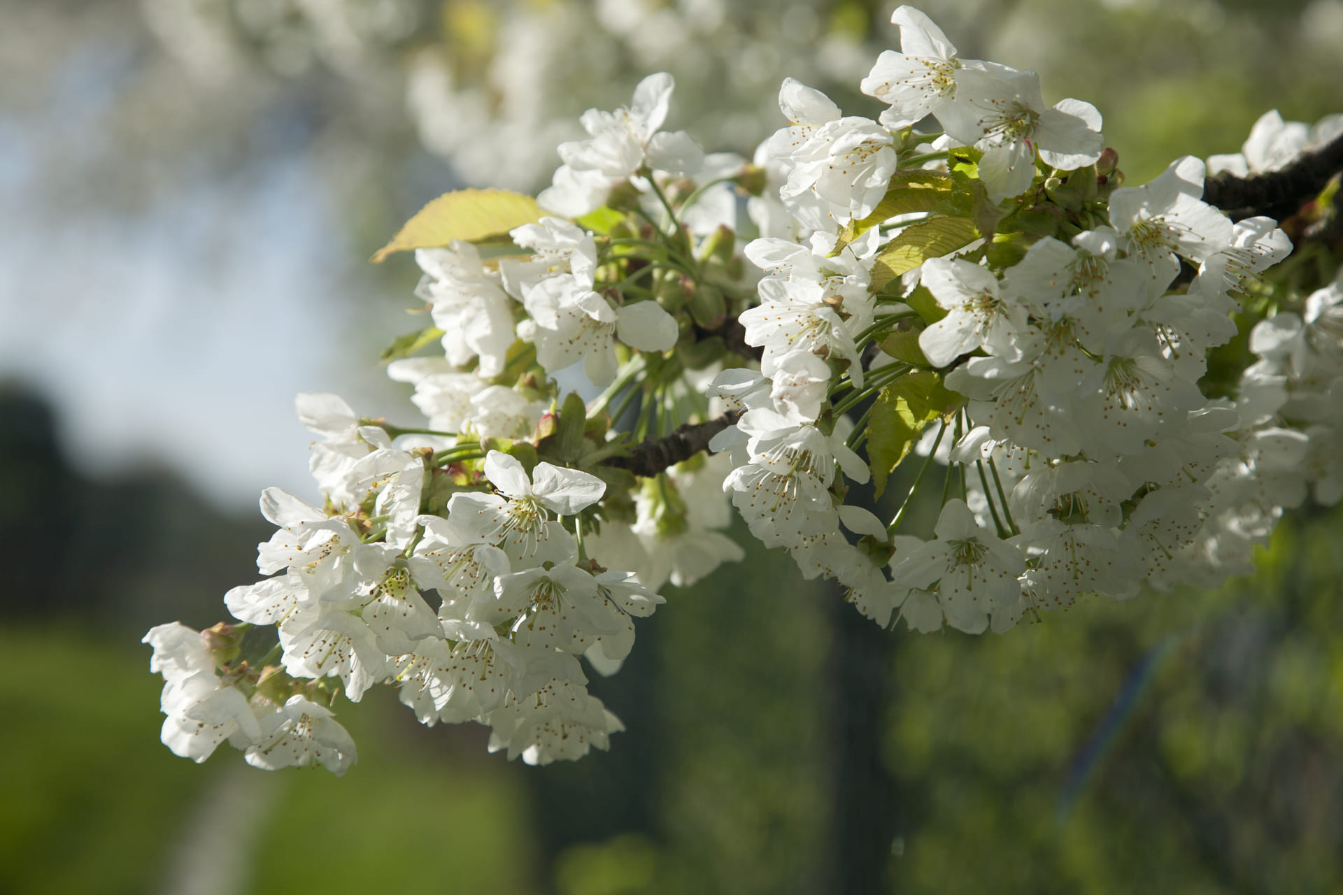Blühender Apfelbaum im Frühling an der Bergstraße