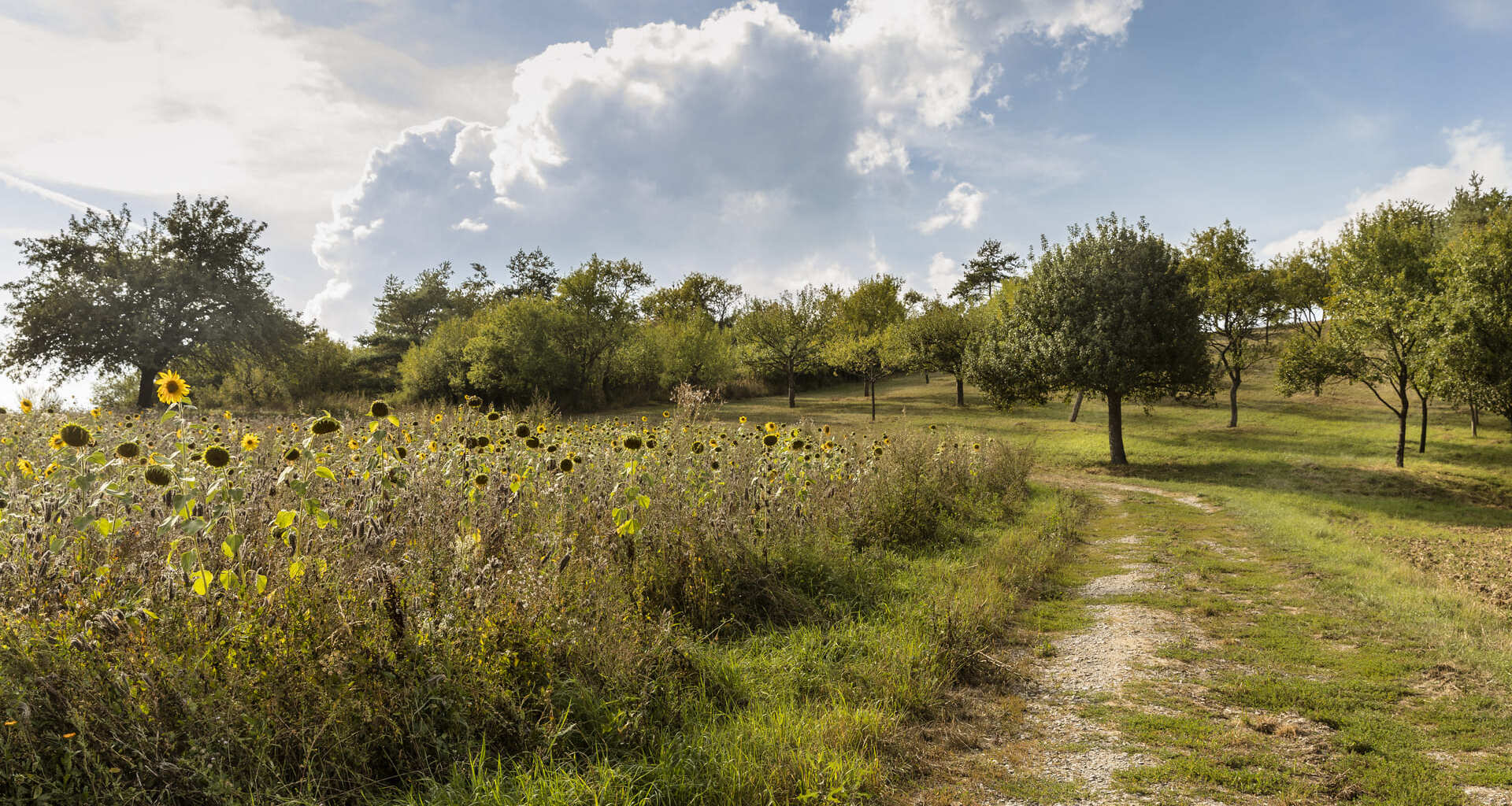 Wiese mit Sonnenblumen und eine Streuobstwiese im Hintergrund
