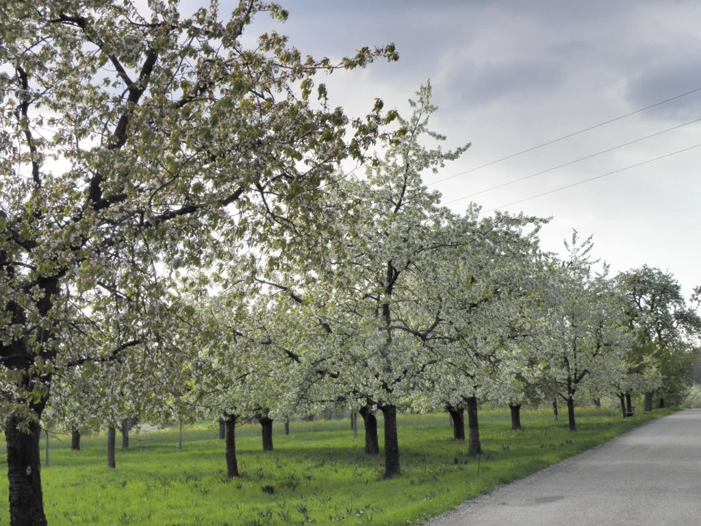 Blühende Streuobstwiese in Neunkirchen
