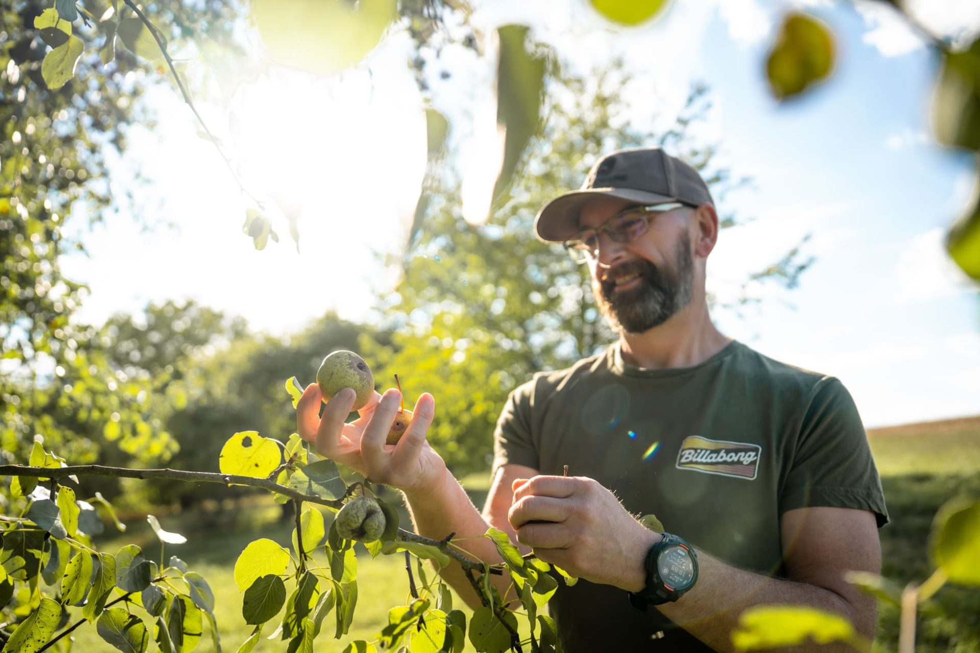 Barry Masterson plückt einen Mostapfel auf seiner Streuobstwiese